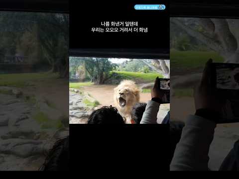 🇳🇿뉴질랜드 북섬 오클랜드 동물원🦁🐼🦭