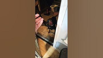 they are hungry #doberman #rottweiler #shibc shibaclassic.io #uniswap #biconomy #dextools #crypto