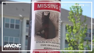 Second person arrested for French bulldog Julio's disappearance