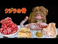 鯨の骨をひたすら噛み砕くピットブルの咀嚼音が心地良すぎて眠くなる