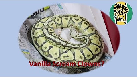 Breeding Ball Pythons; Vanilla Scream Clown