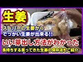 スーパーの生姜からでっかい生姜が出来る!いい芽出し方法がわかった!長持ちする買ってきた生姜の普段の保存法もご紹介 ショウガ/大生姜/しょうが栽培/生姜栽培/芽出し/家庭菜園