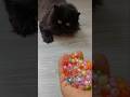 Cat &amp; Reverse Magic#reverse