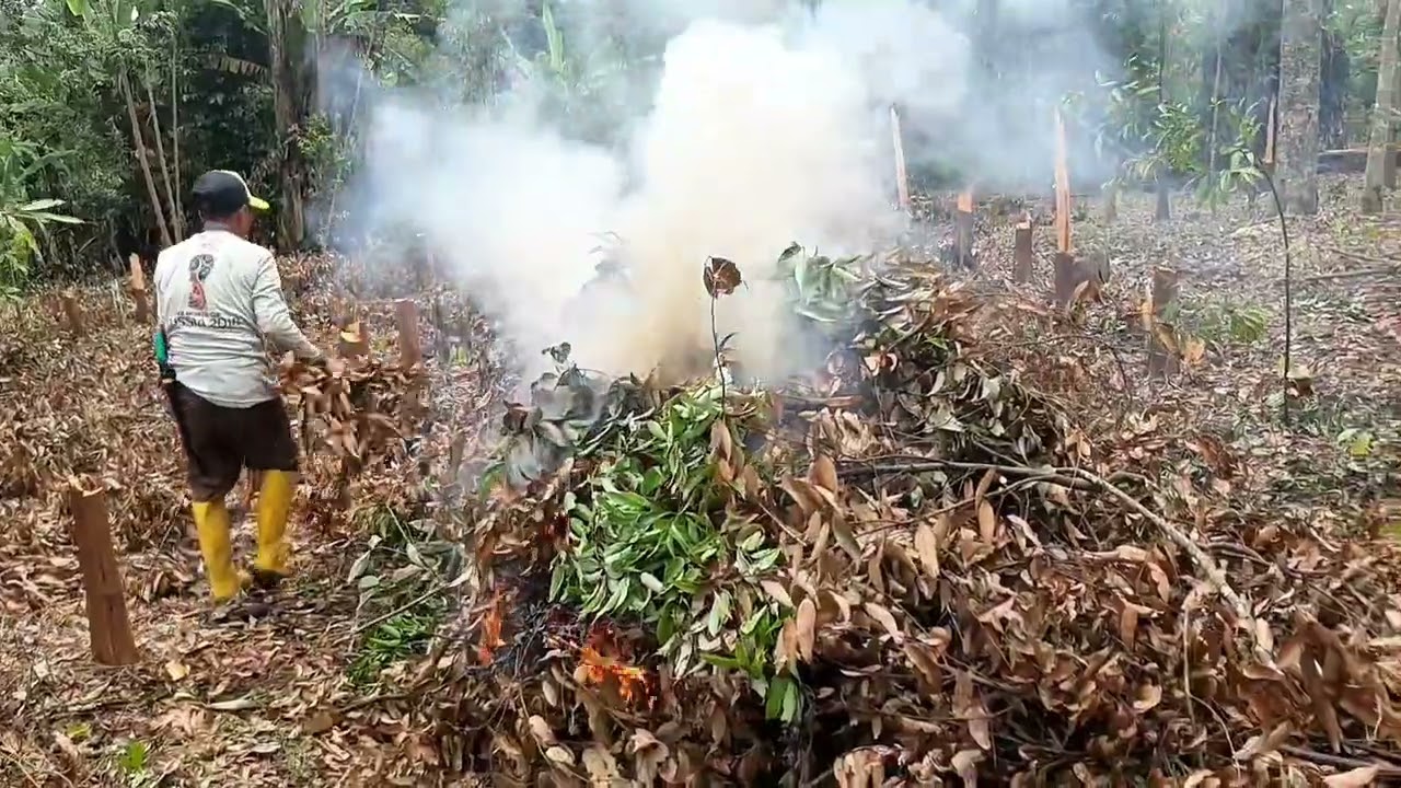 Buka lahan baru,angakat kayu dan bakar sampah