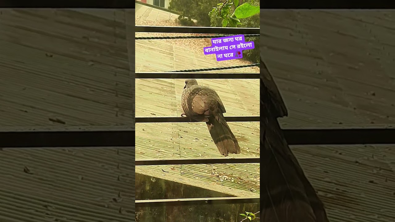 #song #shamim_r #birds #foryou #shamim_r