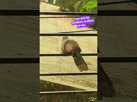 #song #shamim_r #birds #foryou #shamim_r