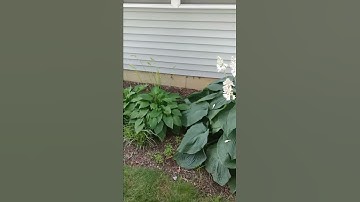 61717 broken pipe at cleanout