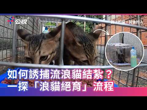 浪貓志工怎麼做TNR絕育？