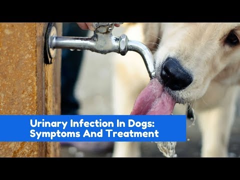 urinary-infection-in-dogs:-symptoms-and-treatment