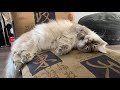 Bothering Siberian cat while he’s sleeping