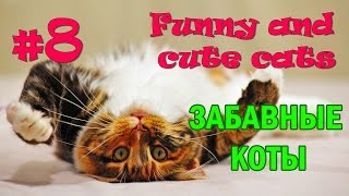 #8 Funny cats and other animals. Best compilation of the week!