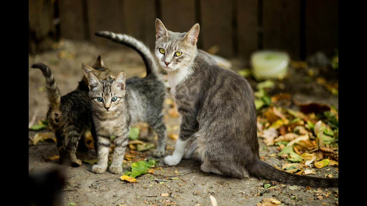 Why Do Cats Chirp? The Hidden Meaning Behind Your Feline's Calls!