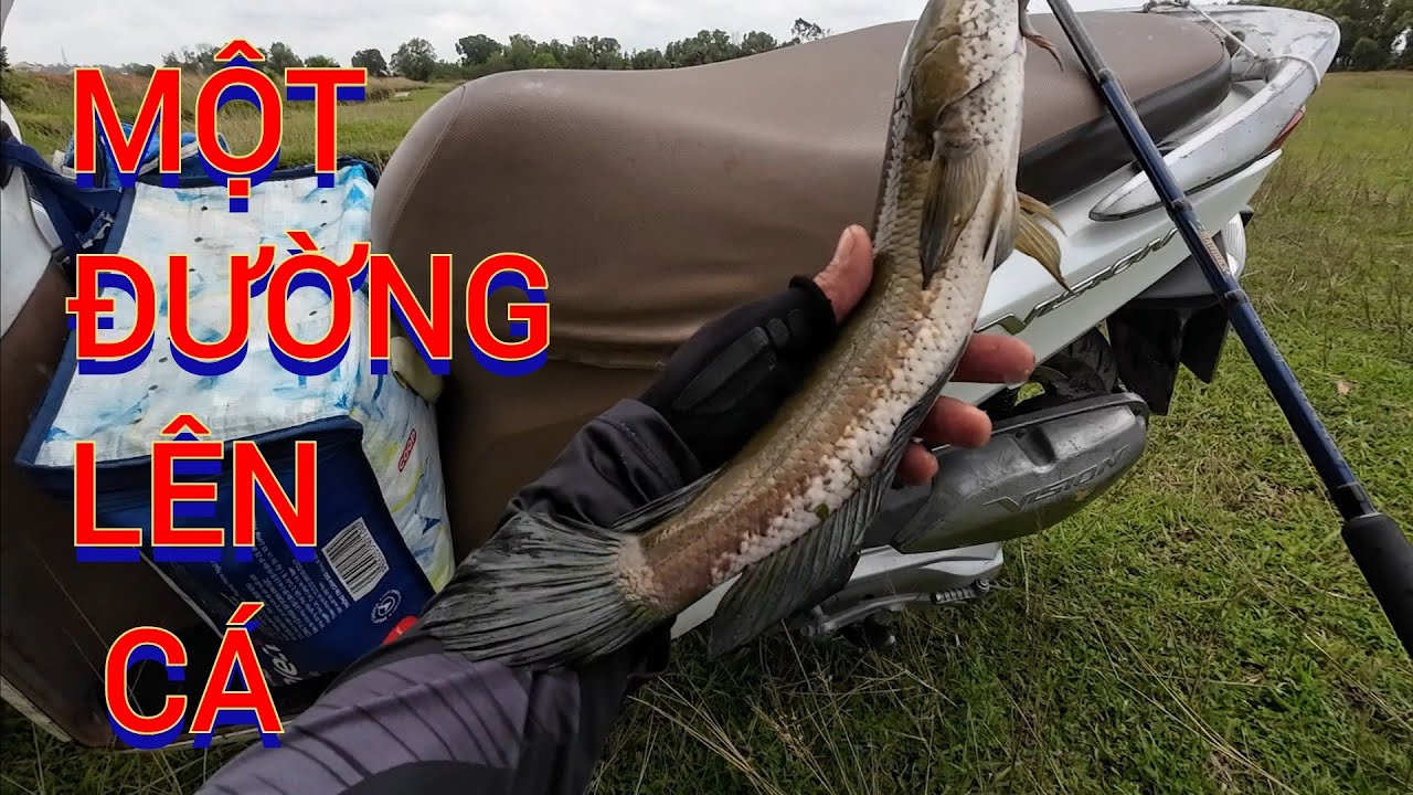 Câu cá lóc - NÉM PHÁT ĂN NGAY LUÔN 