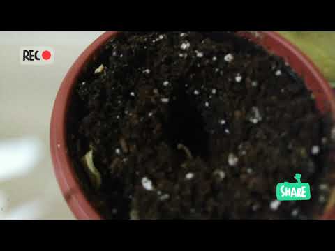 Vidéo: Soin du lierre panaché - Conseils pour faire pousser un lierre panaché sain