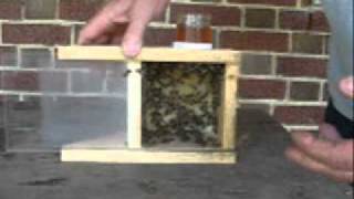 LoadingBeeBuddy.wmv