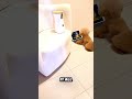 This Puppy Was Watching Cartoons Every Time the Owner Left
