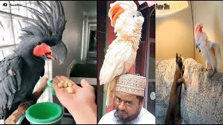 Crazy and funny Cockatoo | Adorable parrot for every home