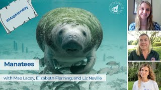 #MapMonday - Manatees