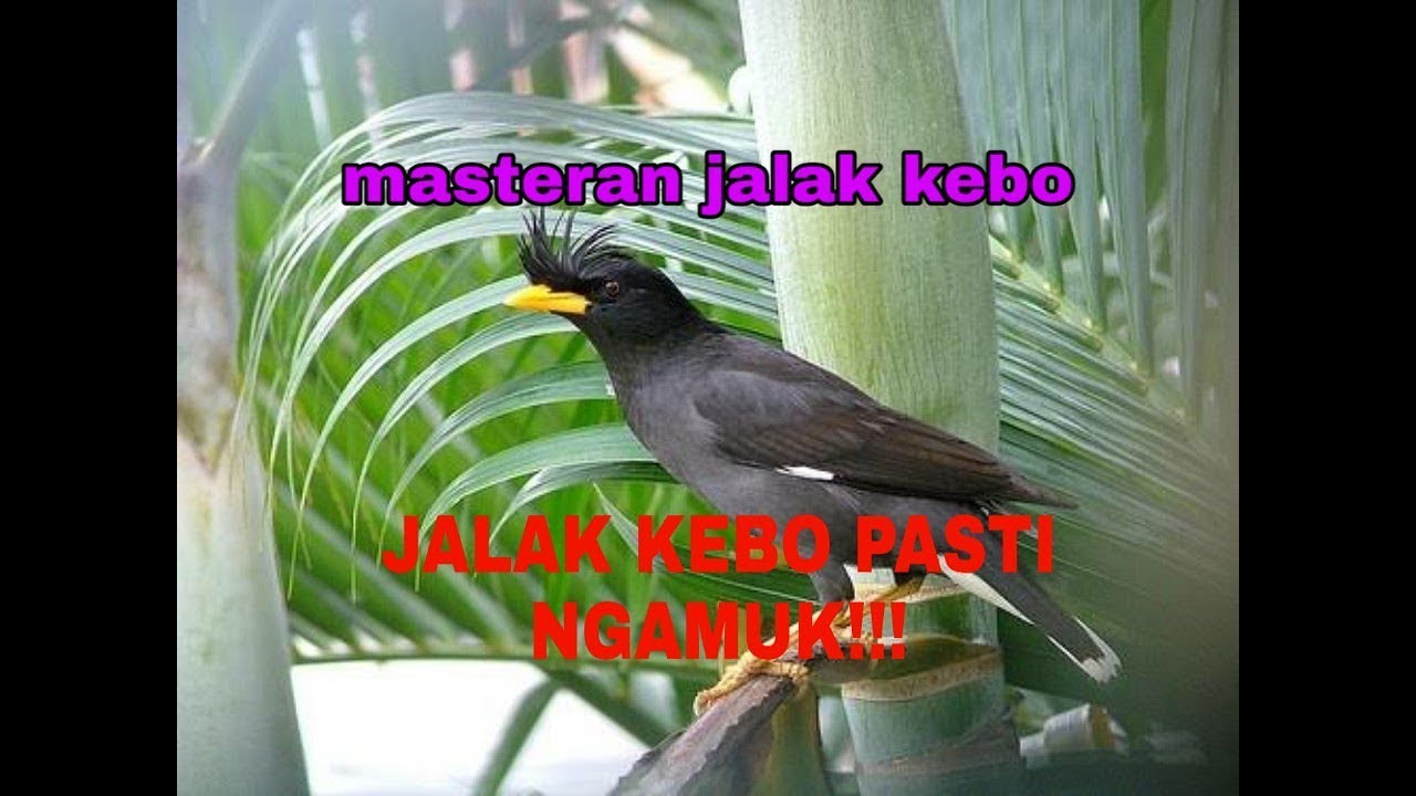 masteran jalak kebo 