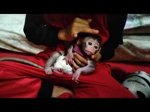 manja sukanya si sayang terus.