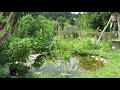 Dorset Garden Wildlife Pond