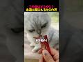 セミの声が鳴り止まない原因とは？のサムネイル