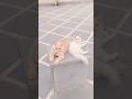 cat funny 🤣🤣🤣#viral#cat#shorts#viralvideo#viralshorts #cute#ytshorts#funny#world#like#trend