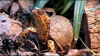 Sparky - tips for box turtle winter care