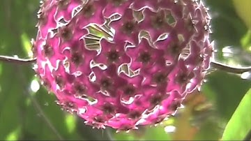 Antoine Kogut - Current Density