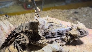 It feels good to molt the horned lizard