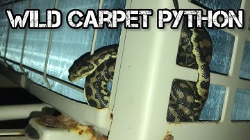 South west carpet python - found in aircon unit in Quinn’s rock