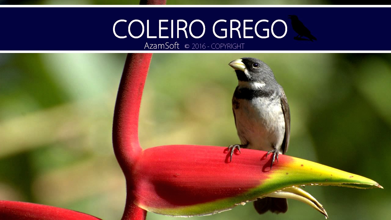 Canto De Coleiro Tui Tui Grego Canto Grego Coleiro Golinha Sem Ruido Com Intervalo Youtube