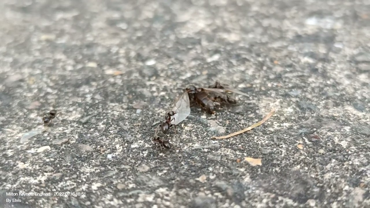 micro world.. the back garden