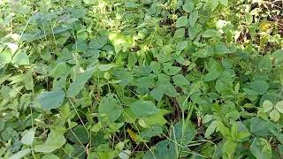 Download Lagu Kara rawe gatal berbahaya tapi multi guna MP3