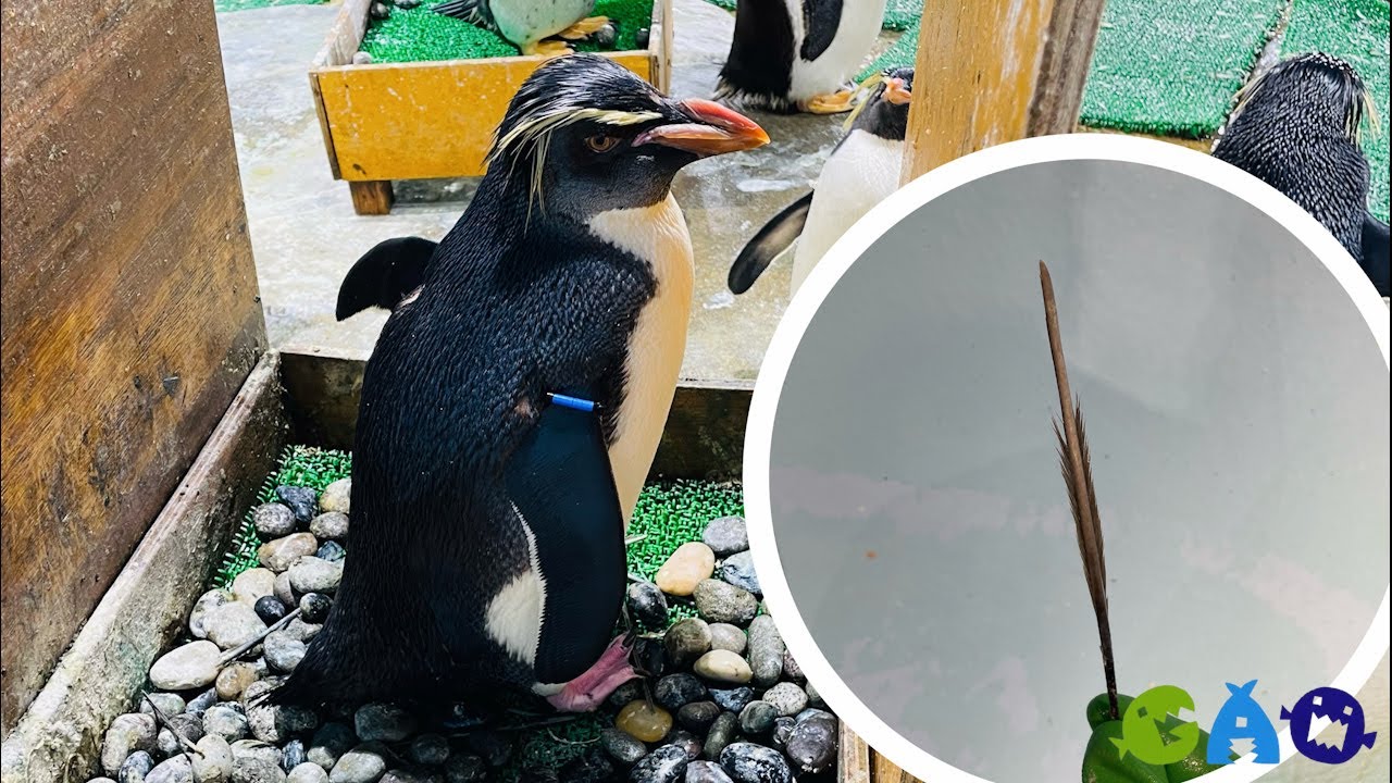 ペンギンが集める謎の棒の正体は・・・？ - YouTube