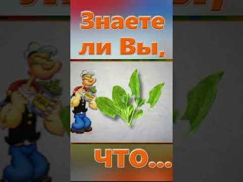 Знаете ли вы, Что? Чипсы