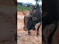 Lymboit Sandy #iadawmasi #bull #fighting#shortsvideo