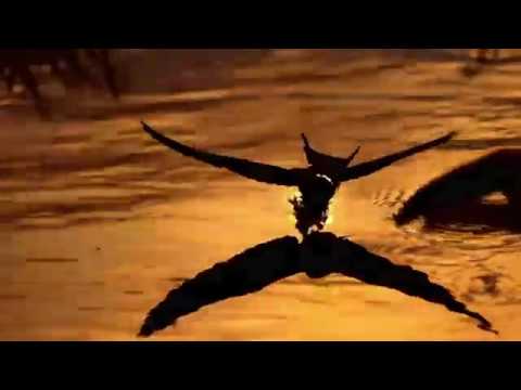 Killing Swallows Video