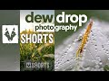 Short Photography Tips - #1: Dew Drop Photography