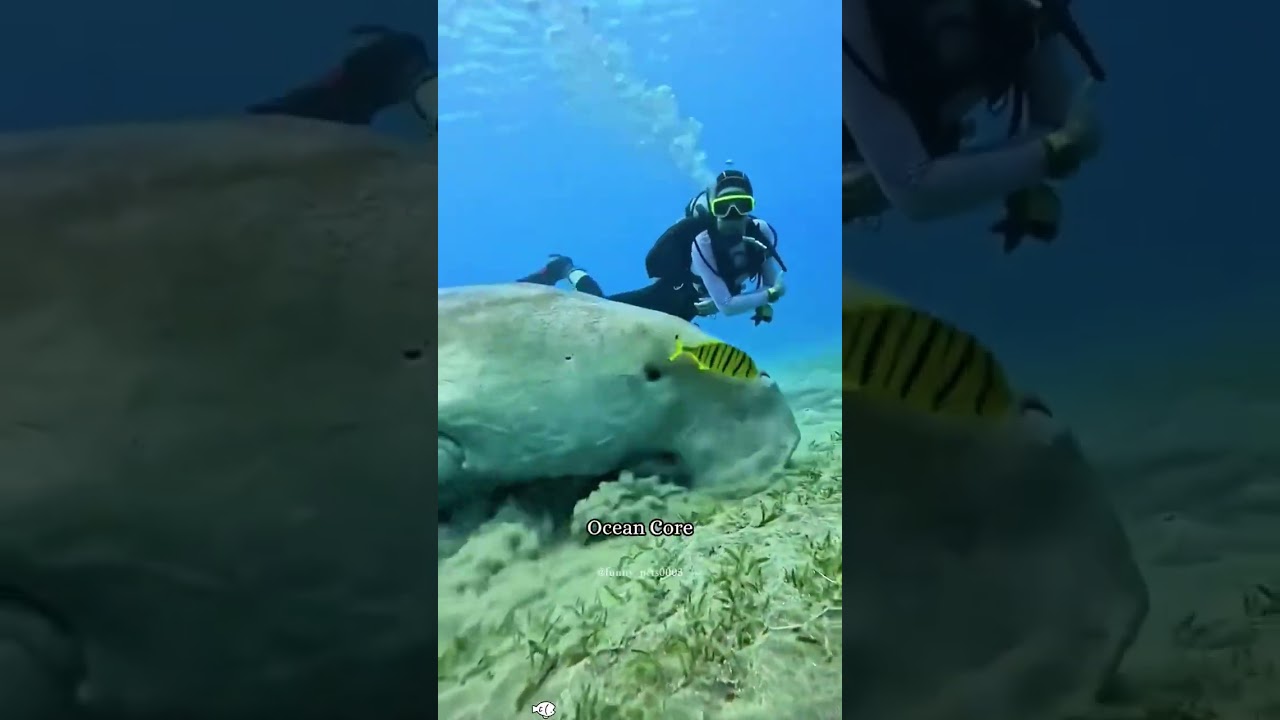 Ocean Core: Diving: Underwater World