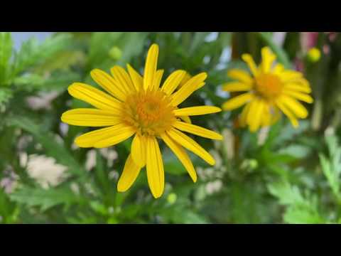 Video Cách trồng hoa cúc hoạ mi thân gỗ siêu đẹp - youtube