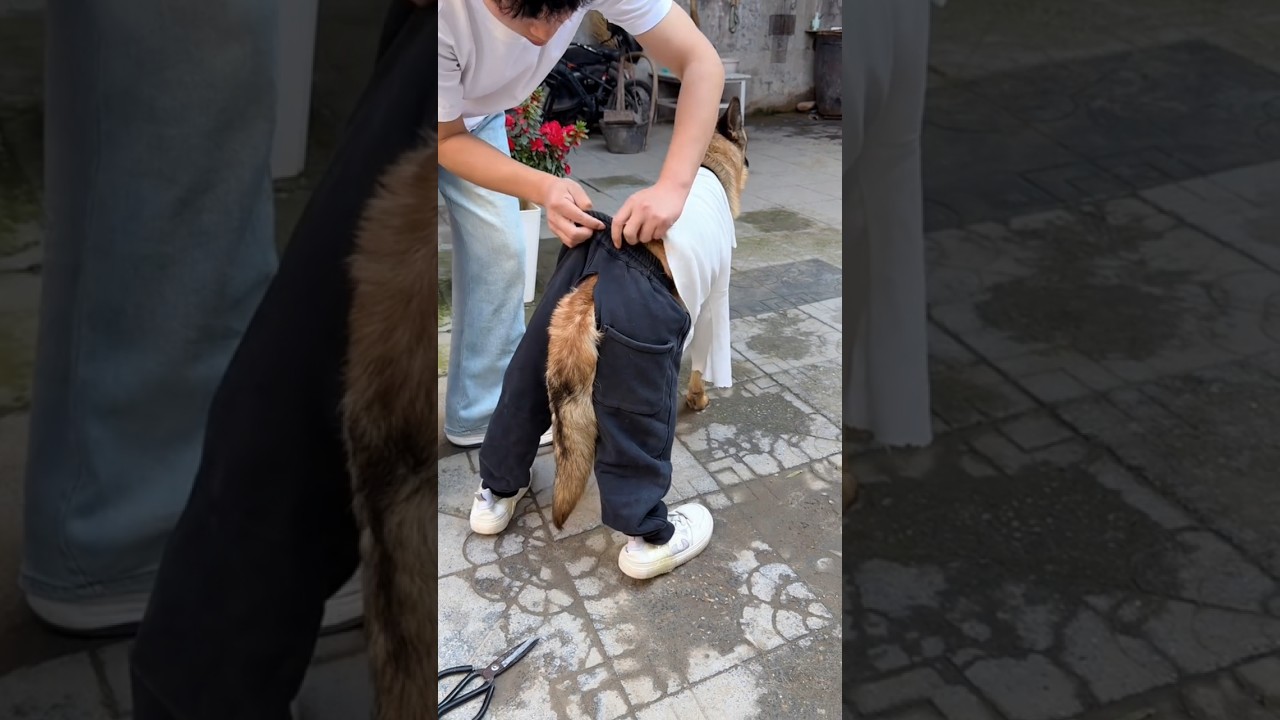Dad Cutting Doggy Tail 😱New Viral Gadgets Smart Appliances Kitchen Utensils/ Home Inventions #shorts