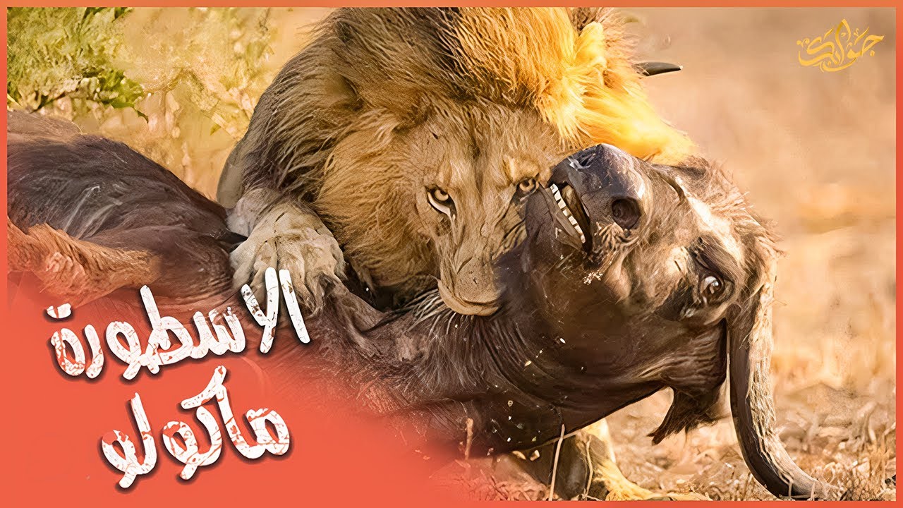 الزعيم الأسطوري ماكولو قائد تحالف المابوغو، وقاتل أشرس أسود أفريقيا.
