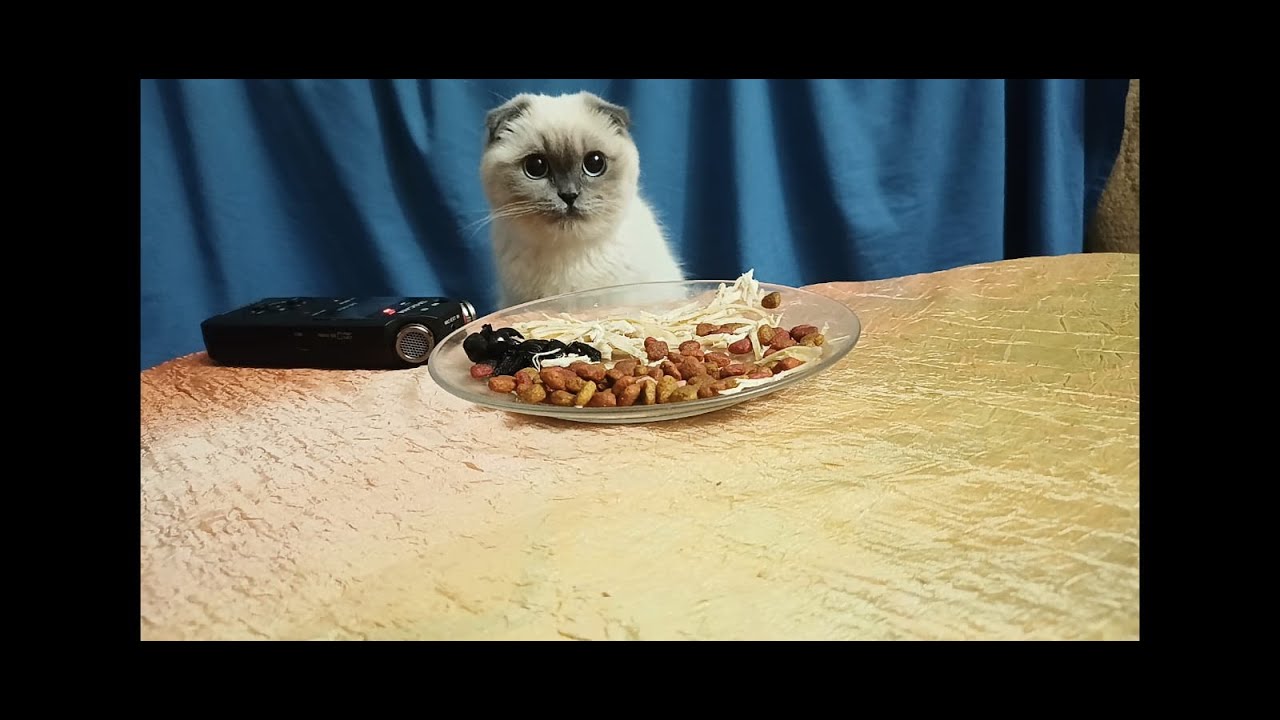 Kitten eats chicken, black olive, salami, dry food (CAT ASMR) YouTube