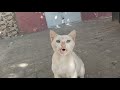 The cat, who was angry before eating, opened his belly for me to pet him after eating