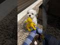 コレが「見てみてー!」の合図🐶#shorts #可愛い犬 #マルチーズ犬