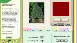 Virtual Lab: Genotypes - Phenotypes