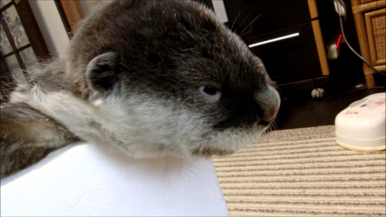 日本初 注文の多いツメナシカワウソの赤ちゃん子育て体験 を開始します 株式会社伊勢夫婦岩パラダイスのプレスリリース
