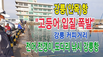 강릉항 고등어낚시 대박! 강릉 커피거리 안목항 전갱이떼 출몰!내항 바다 원투낚시!강릉남항진 붕장어낚시!생활낚시!강릉 바다낚시