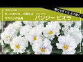 【多花性】パンジー・ビオラのお勧め品種の紹介【フリル咲き】